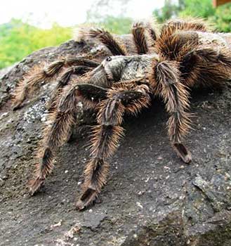 aranha caranguejeira