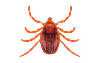 carrapato vermelho do cão