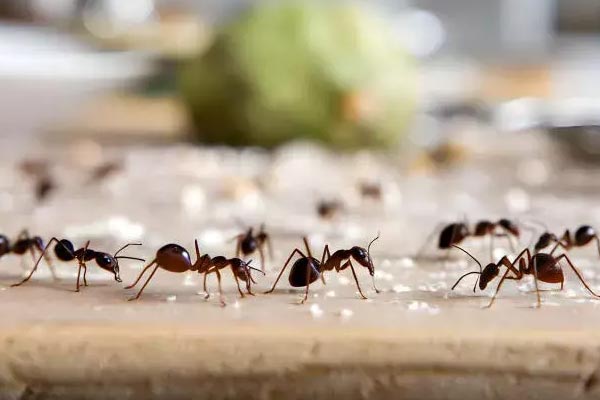 controle de formigas