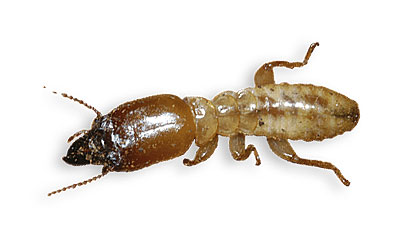 cupim de madeira seca