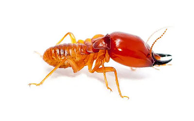 cupins subterrâneos