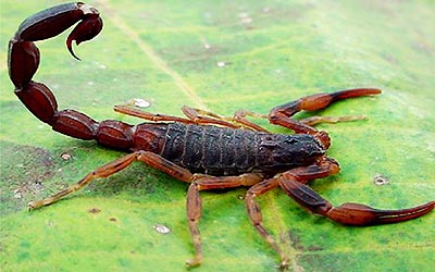 escorpião marrom