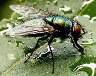 mosca varejeira