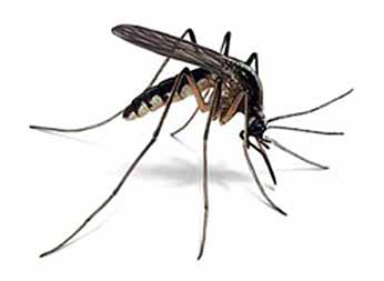 mosquito doméstico