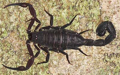 tityus metuendus