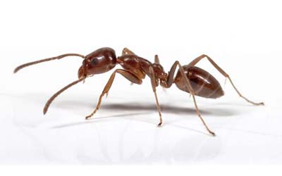 formiga argentina