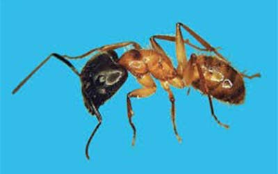 formiga carpinteira