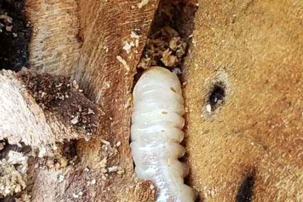 larva da broca de madeira