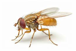 mosca da fruta