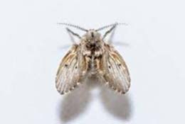 mosca do ralo