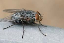 mosca doméstica