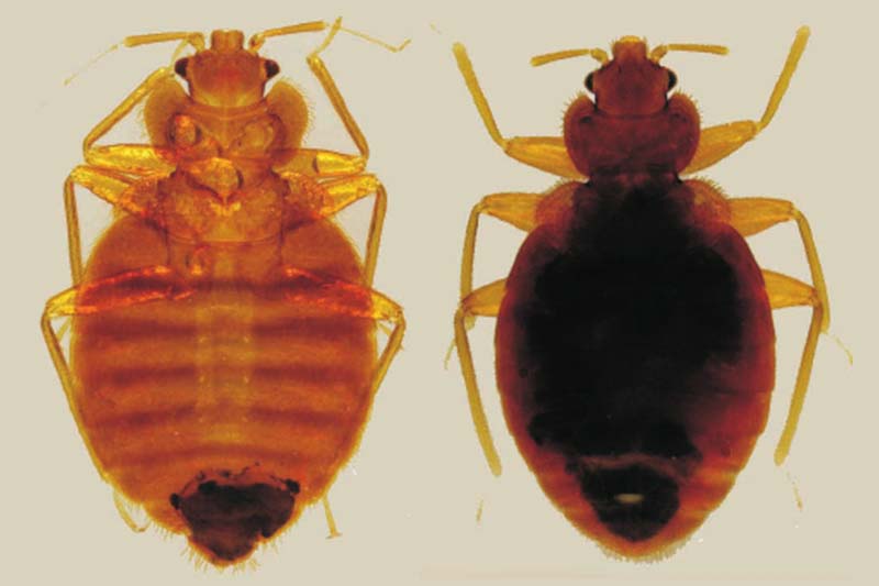 Cimex lectularius (esquerda) e Cimex hemipterus (direita