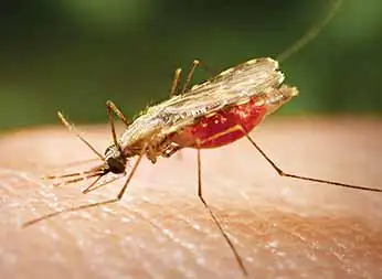 anopheles spp