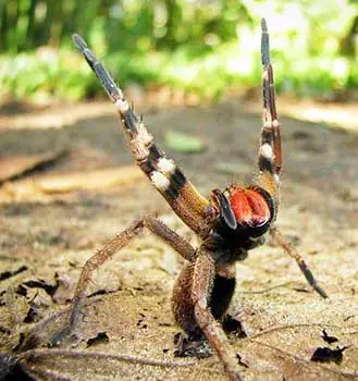 aranha armadeira