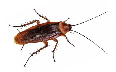 barata americana