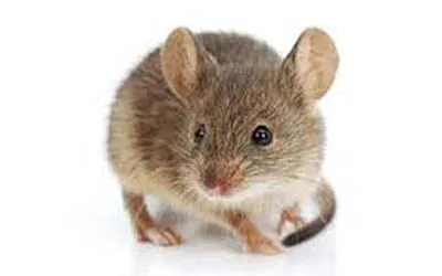 camundongo