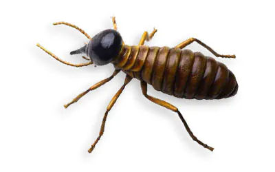 cupim arboricola