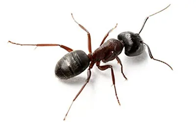 formiga carpinteira