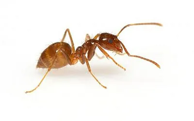 formiga louca