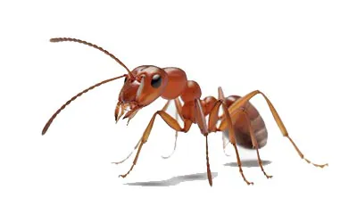 formiga argentina