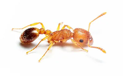 formiga fantasma