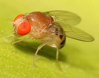mosca da fruta