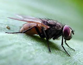 mosca de estábulos