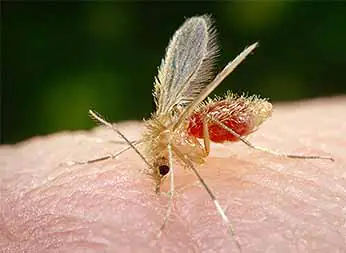 mosquito palha