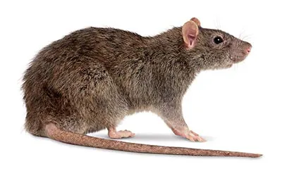ratazana