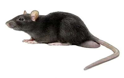 rato de telhado