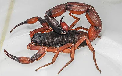 tityus cambridgei