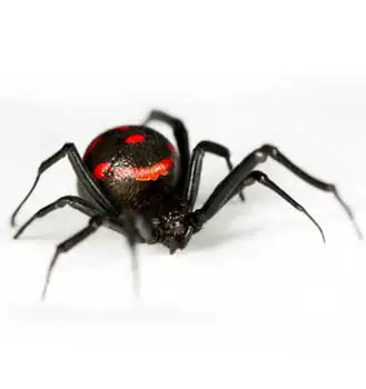 aranha viúva-negra