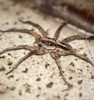 aranha de jardim
