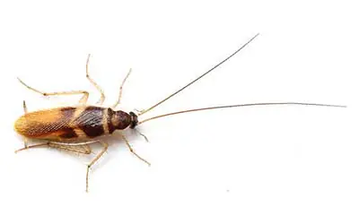 Supella longipalpa