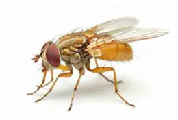 mosca da fruta