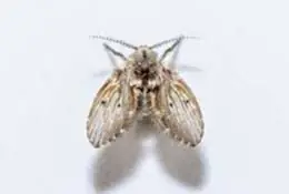 mosca do ralo