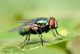 mosca varejeira