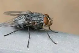 mosca doméstica